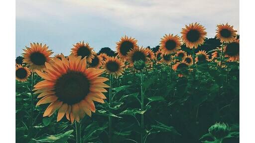 The Sunflower Festival at Coppal House Farm in Lee, New Hampshire 🌻 More sunflowers than you can believe!
#Adventure #Sunflowers #EddieBauer #JeffBartlett