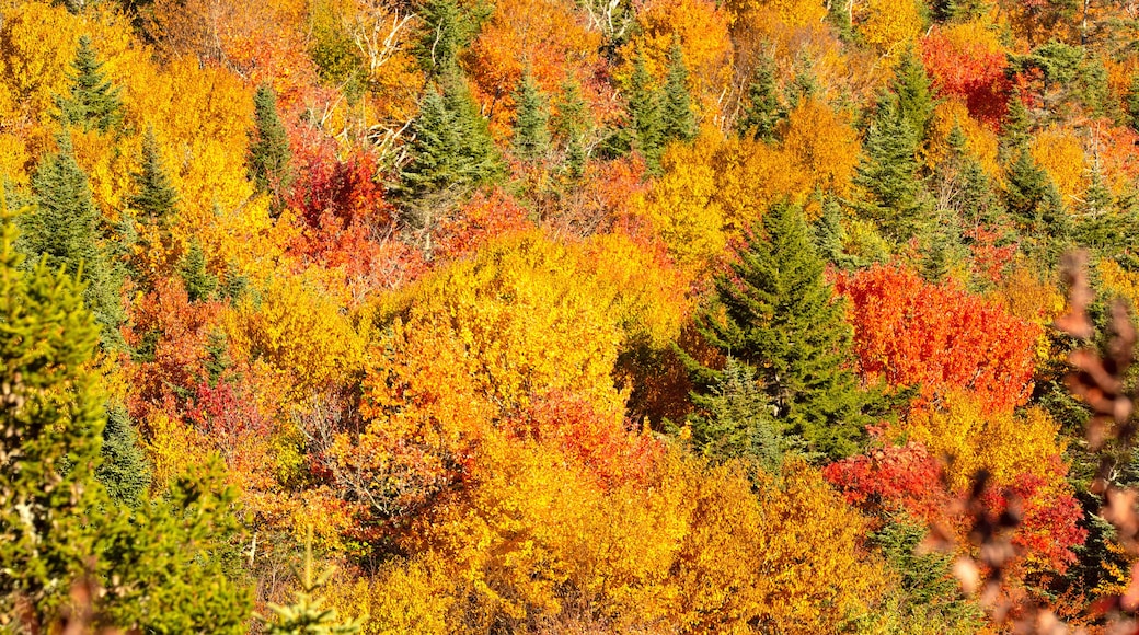 Fall foliage colors above Lake Solitude on Mount Sunapee.