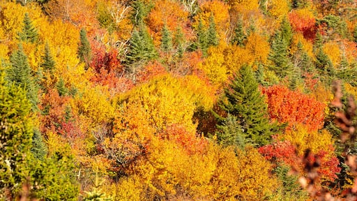 Fall foliage colors above Lake Solitude on Mount Sunapee.