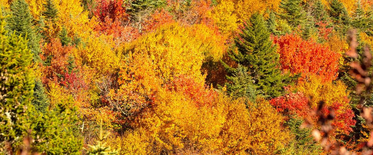 A dense forest with trees displaying autumn colors of yellow, orange, and red.