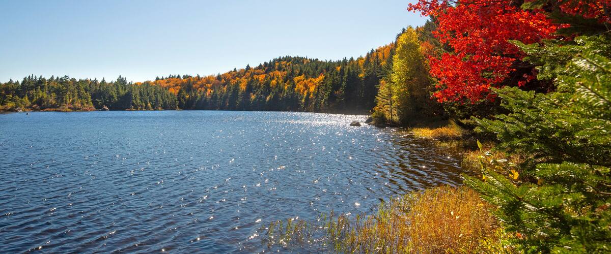 Vibrant fall foliage along the shoreline of Lake Solitude.