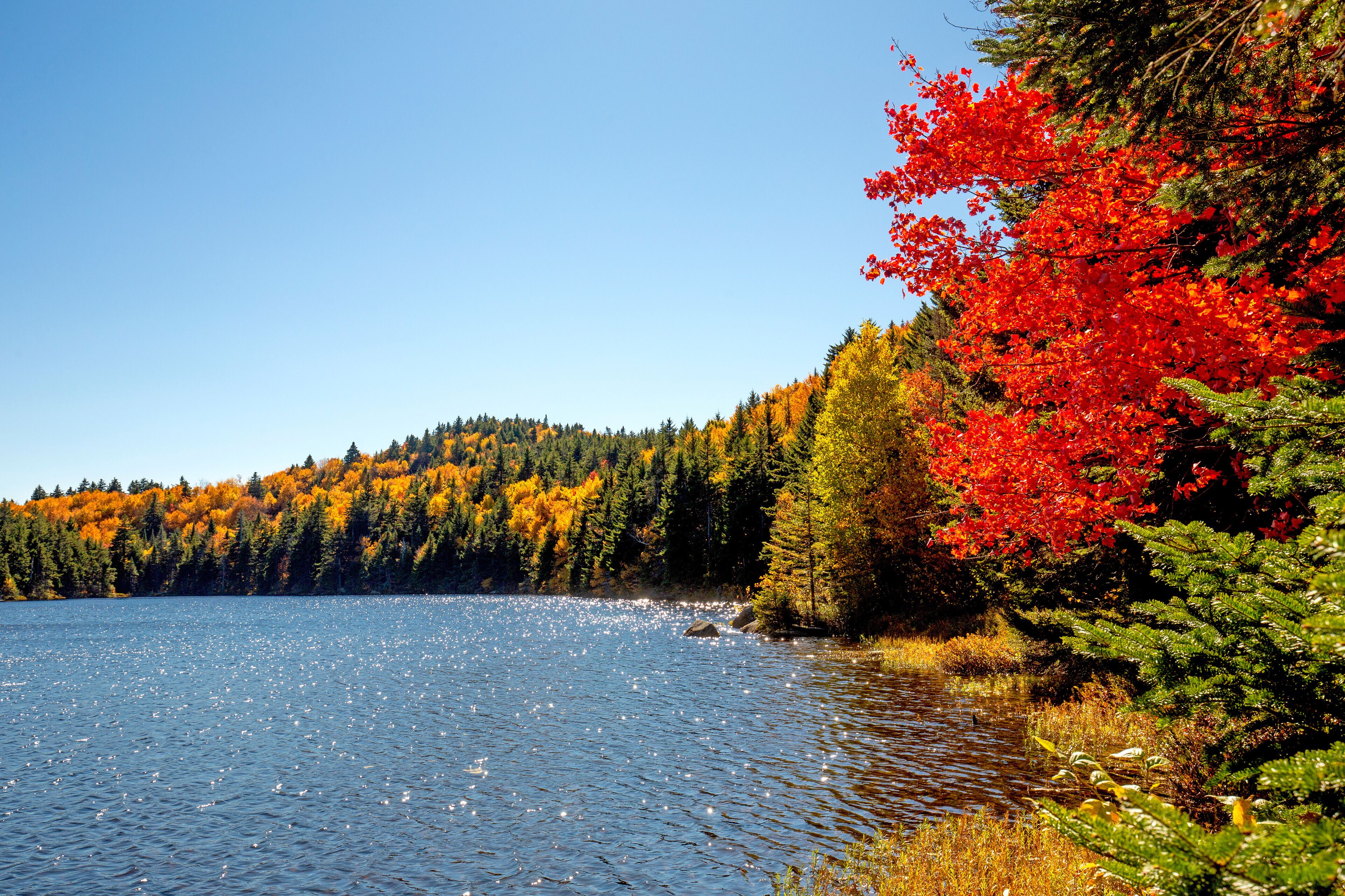 Brilliant foliage of a red maple tree on Lake Solitude.
