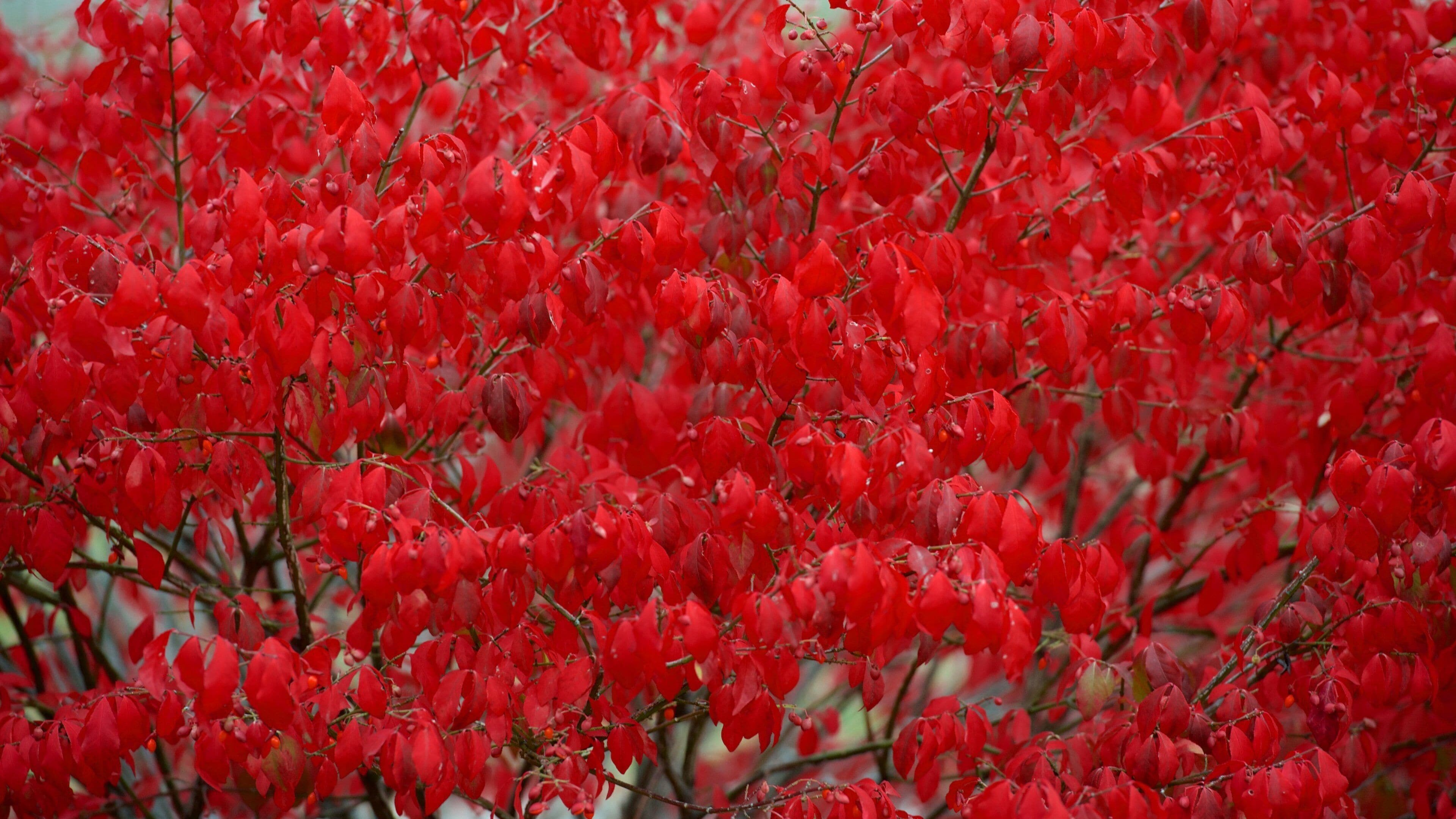 A dense cluster of red berries on branches.