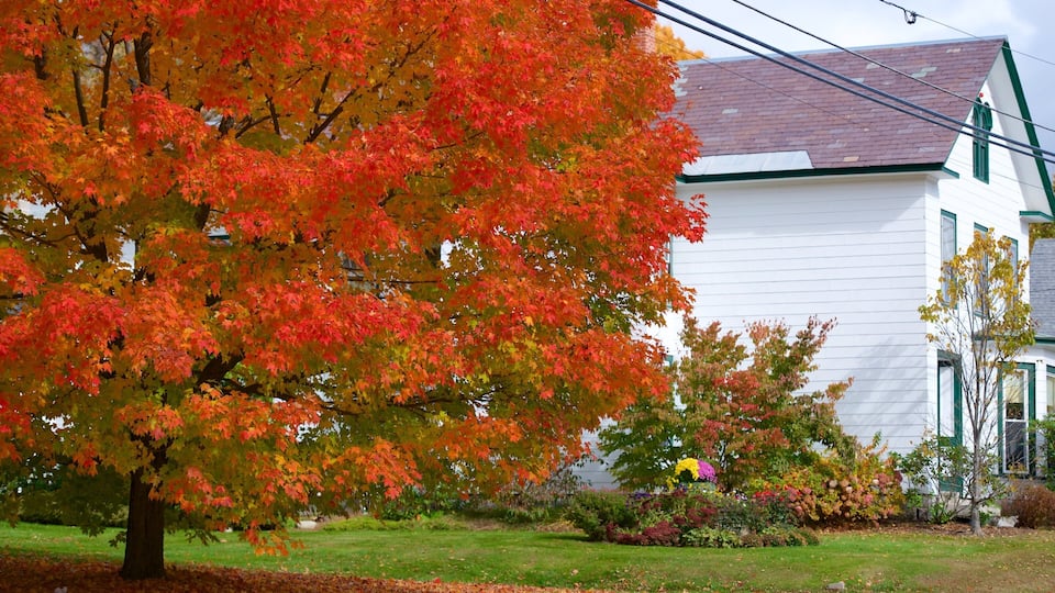 A house with a red maple tree in front.