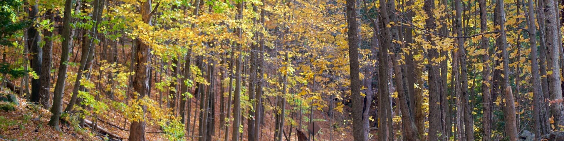 New Hampshire showing forest scenes and fall colors