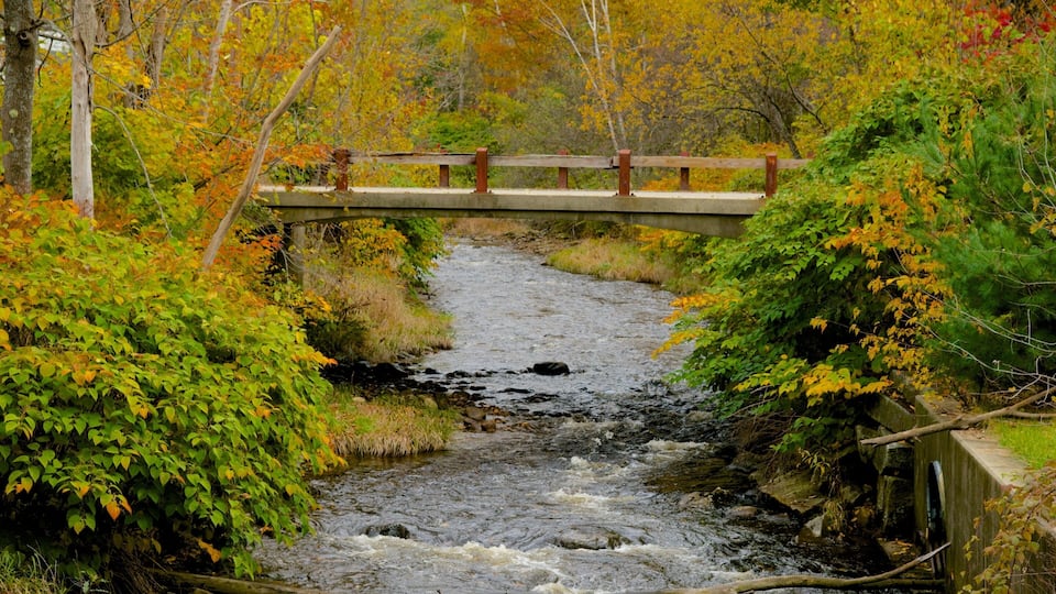 A river flowing under a wooden bridge surrounded by autumn foliage.