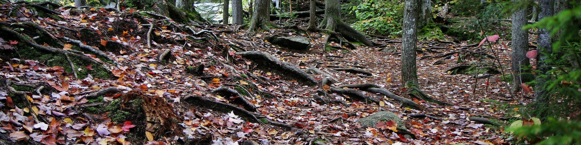 Autumn forest roots