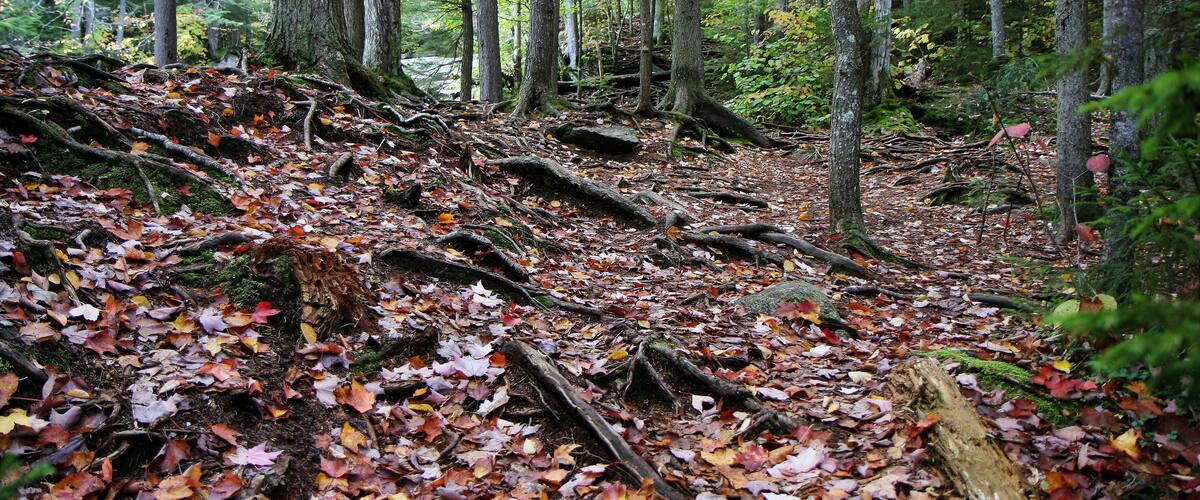 A forest floor covered with fallen leaves and a fallen tree trunk.