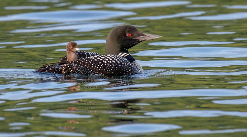 "Backseat Driver" - A baby Loon, safely cradled on Mom's back, appears to be giving directions from the back seat as they navigate the waters of Merrymeeting Lake, New Durham, New Hampshire.
