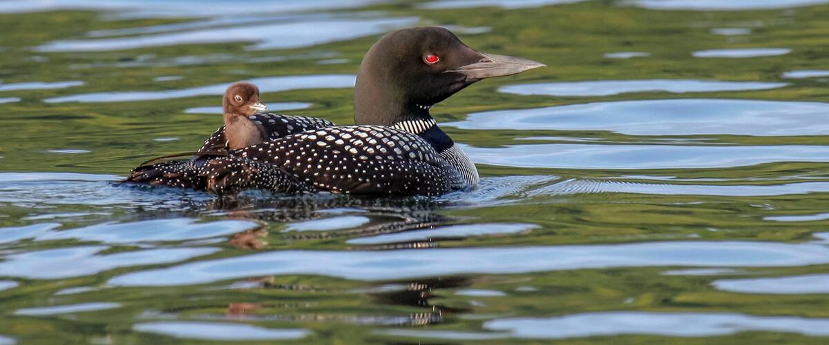 "Backseat Driver" - A baby Loon, safely cradled on Mom's back, appears to be giving directions from the back seat as they navigate the waters of Merrymeeting Lake, New Durham, New Hampshire.
