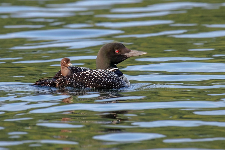 "Backseat Driver" - A baby Loon, safely cradled on Mom's back, appears to be giving directions from the back seat as they navigate the waters of Merrymeeting Lake, New Durham, New Hampshire.