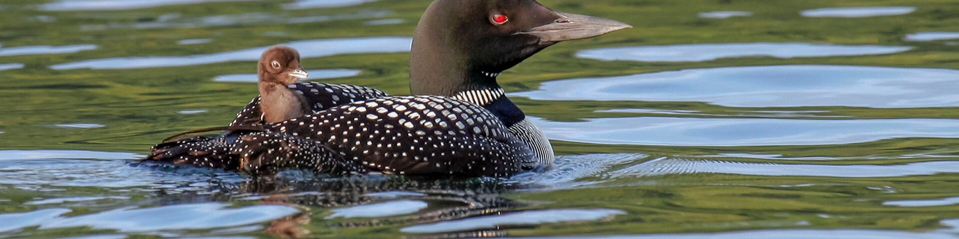 "Backseat Driver" - A baby Loon, safely cradled on Mom's back, appears to be giving directions from the back seat as they navigate the waters of Merrymeeting Lake, New Durham, New Hampshire.