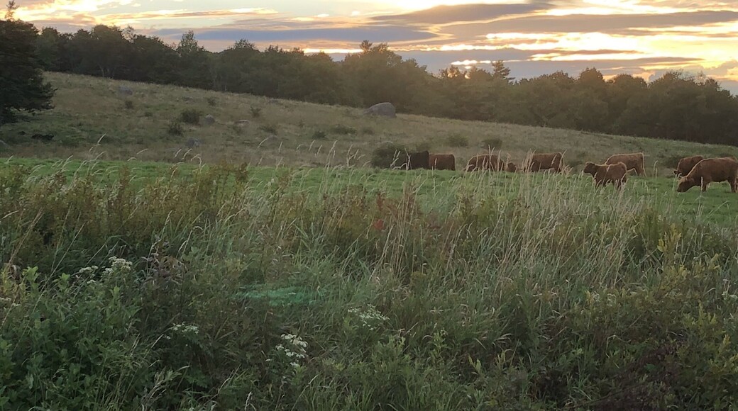 Perfect Sunrise stop