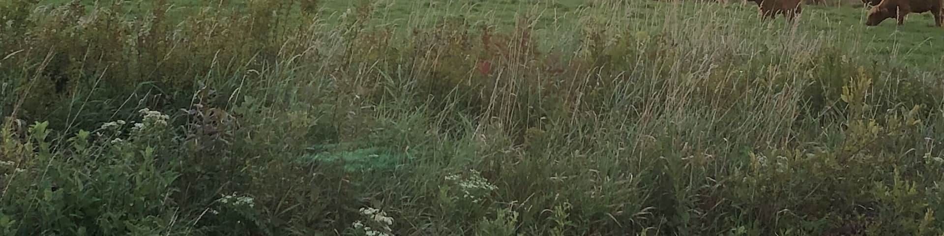 Perfect Sunrise stop