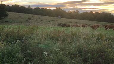 Perfect Sunrise stop