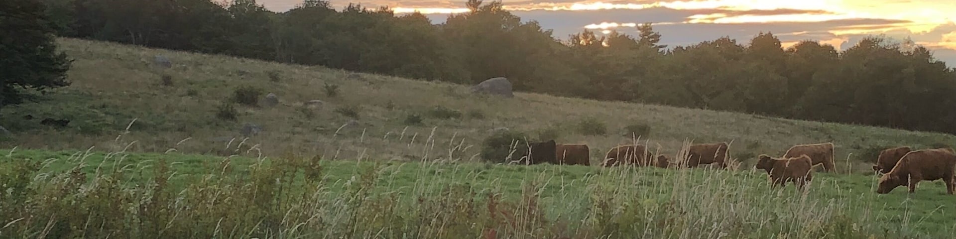 Perfect Sunrise stop