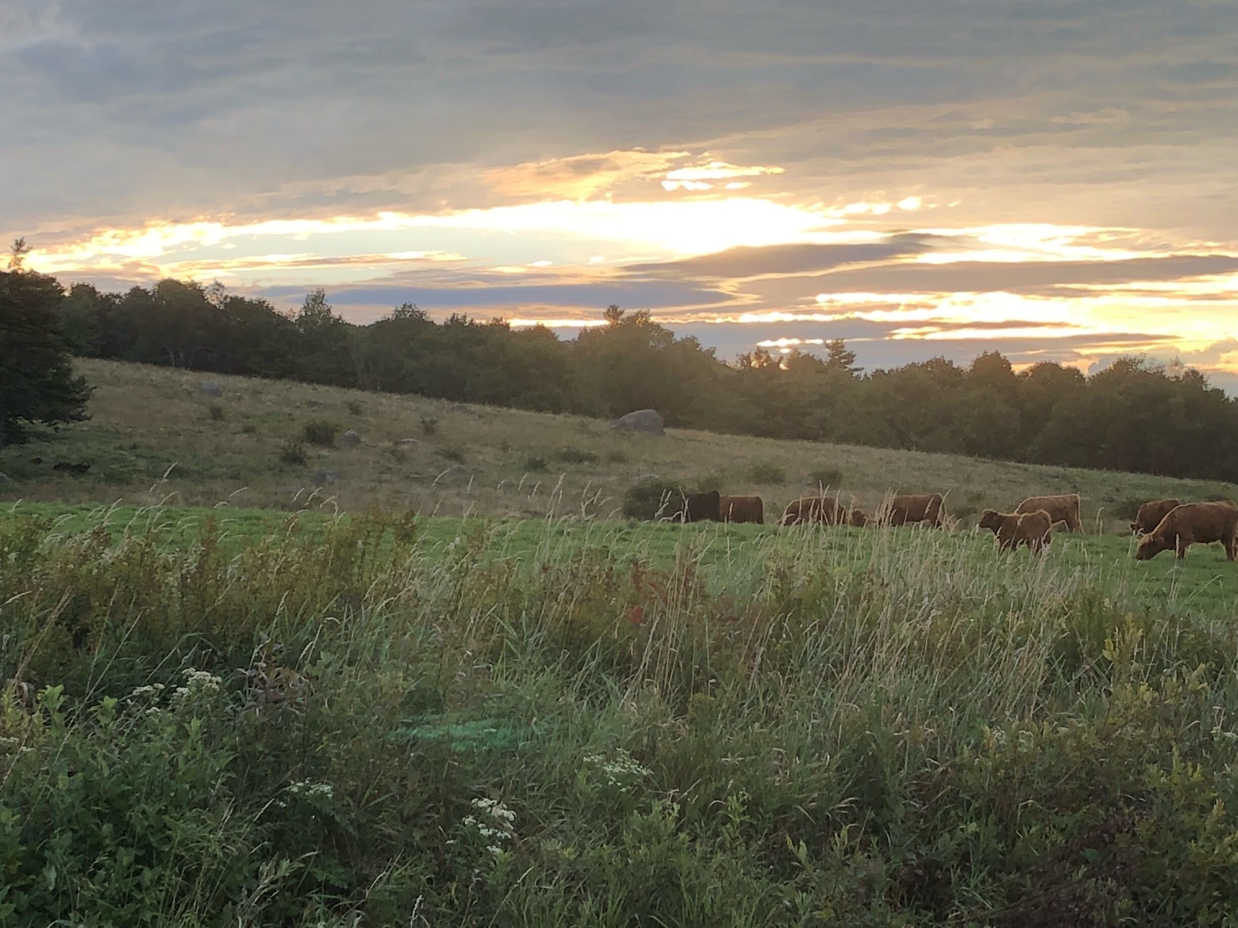 A field with grazing cattle and a sunset in the background.