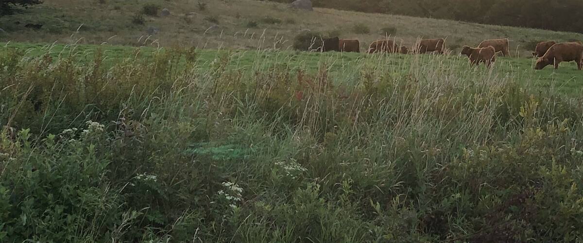A field with grazing cattle and a sunset in the background.