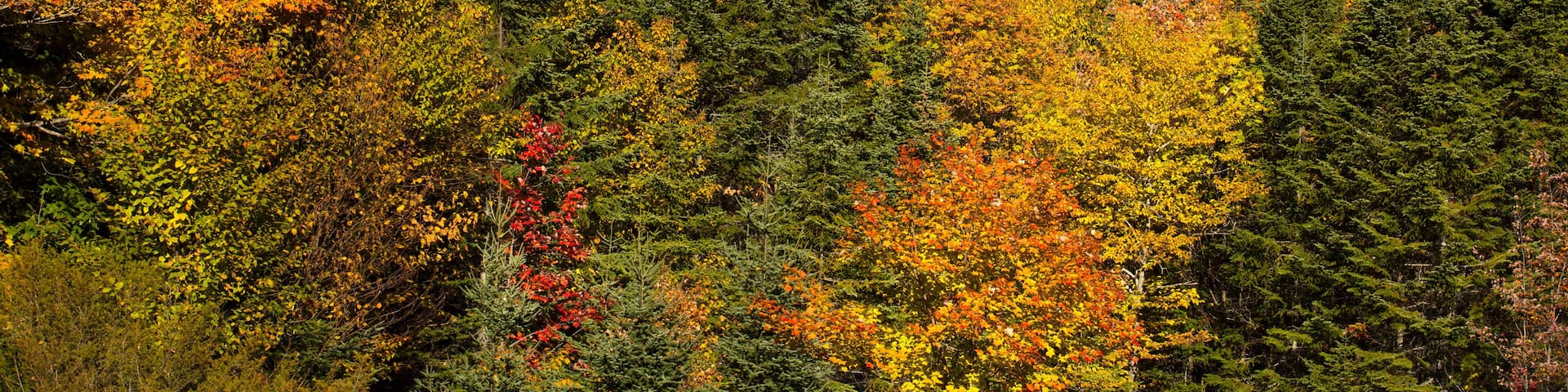 Hillside overlooking the Franconia Range in autumn, Warren, New