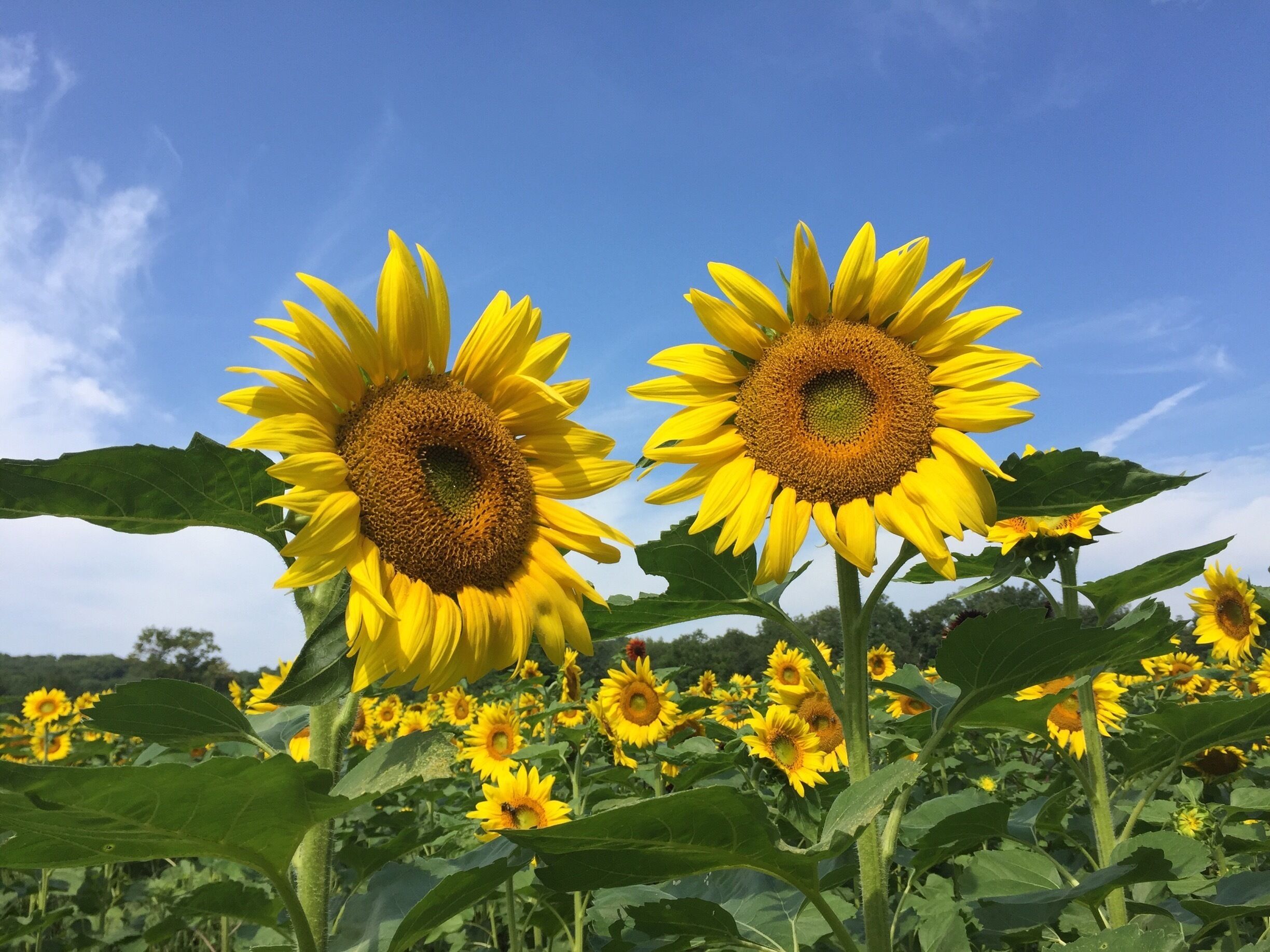 What an awesome sunflower farm to explore and photograph. Owner has planted over 1.5 million sunflowers. 