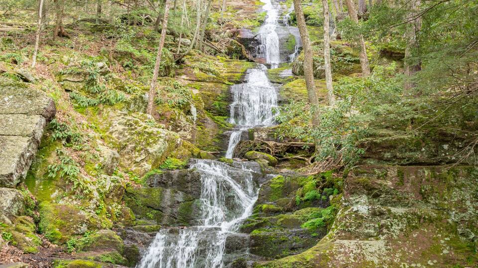 A cascading waterfall in a forested area with moss-covered rocks and dense trees.