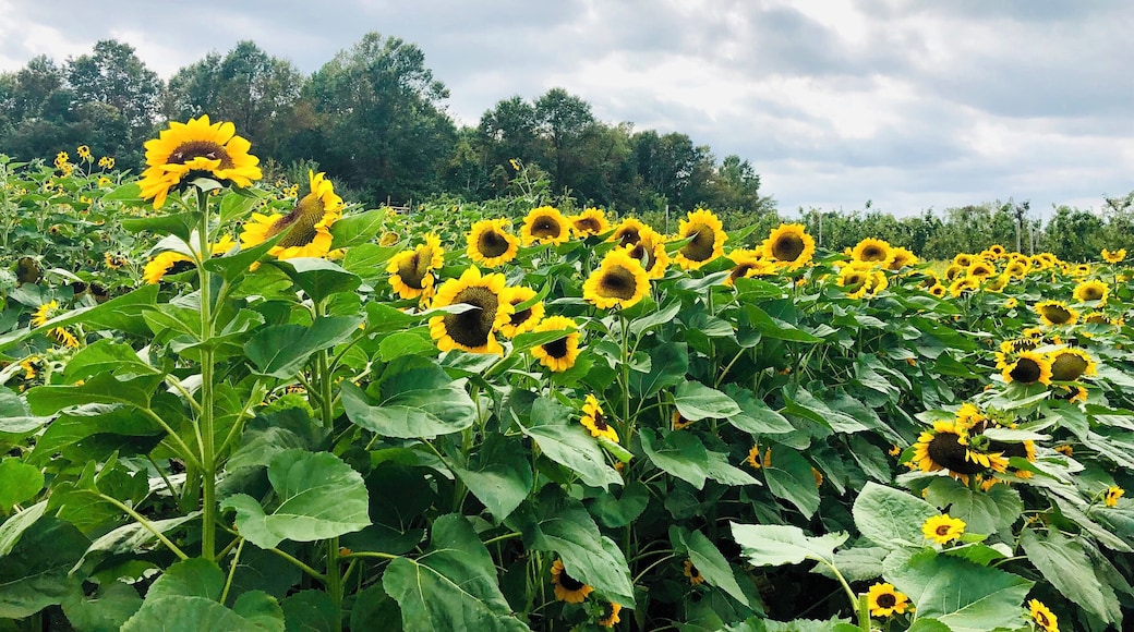 Sunflower fields 🌻 #MyBackyard #Sunflowers