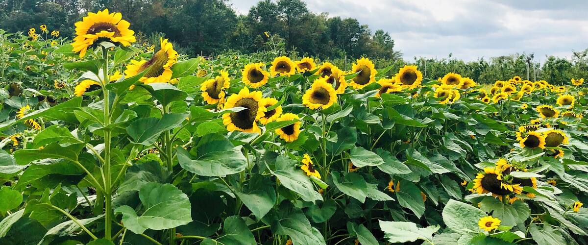 A sunflower field with a cloudy sky.