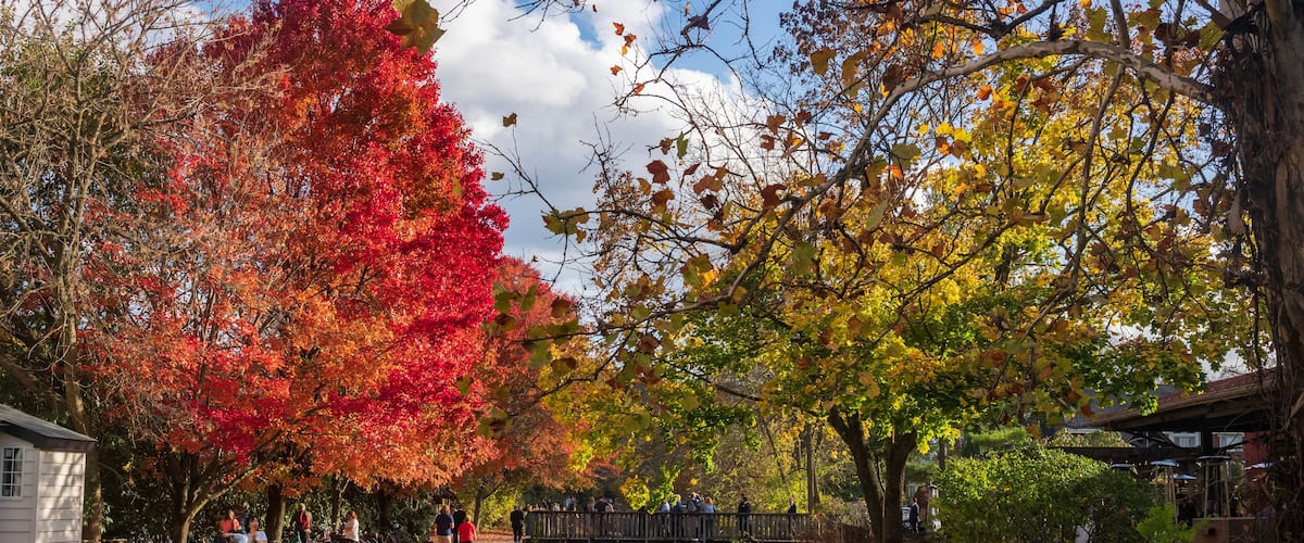 A river with autumn foliage, a wooden bridge, and people walking along a path.