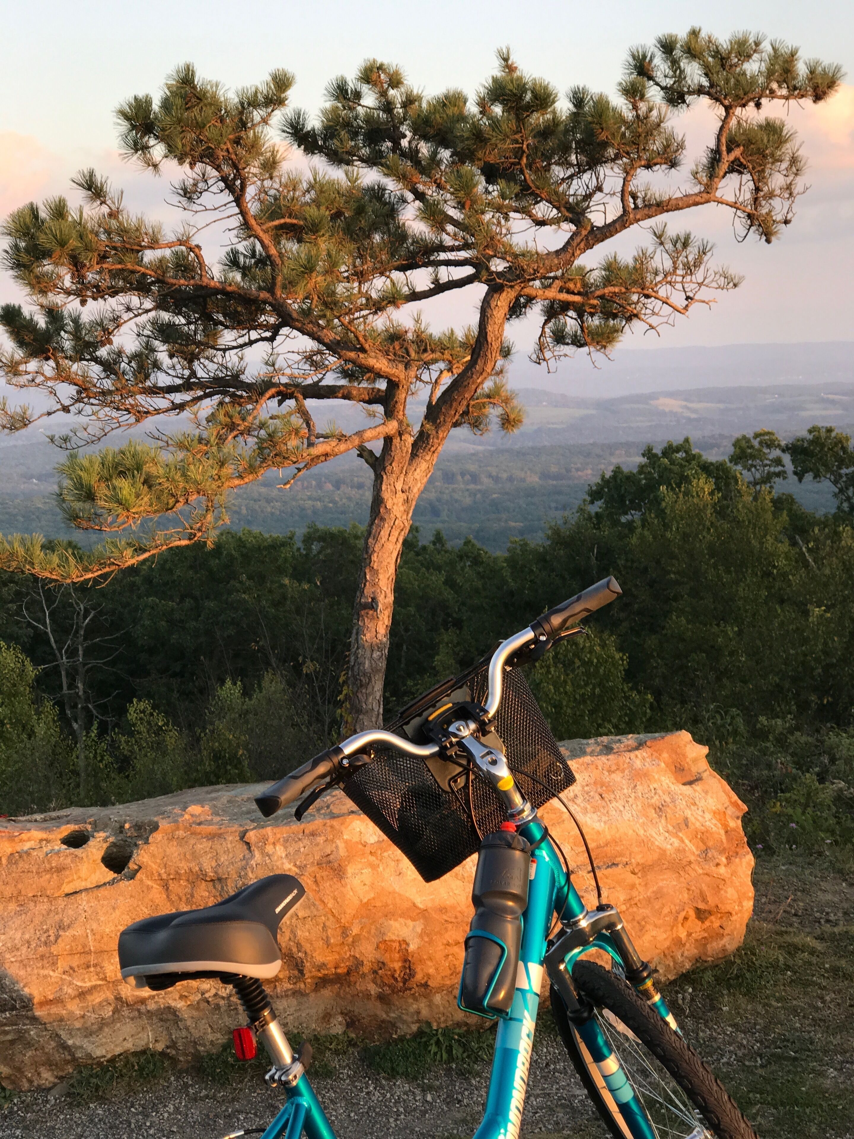 A bicycle parked near a large tree with a scenic view of a mountainous landscape in the background.