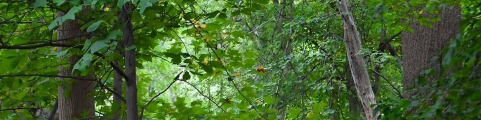 Along the 1.5 mile Lakeside Loop Trail. Follows an old farm road along farm fields (corn) and through woods. Rated a moderate multi use trail but not strenuous. This park is a work in progress with portions unattached to each other at the moment.