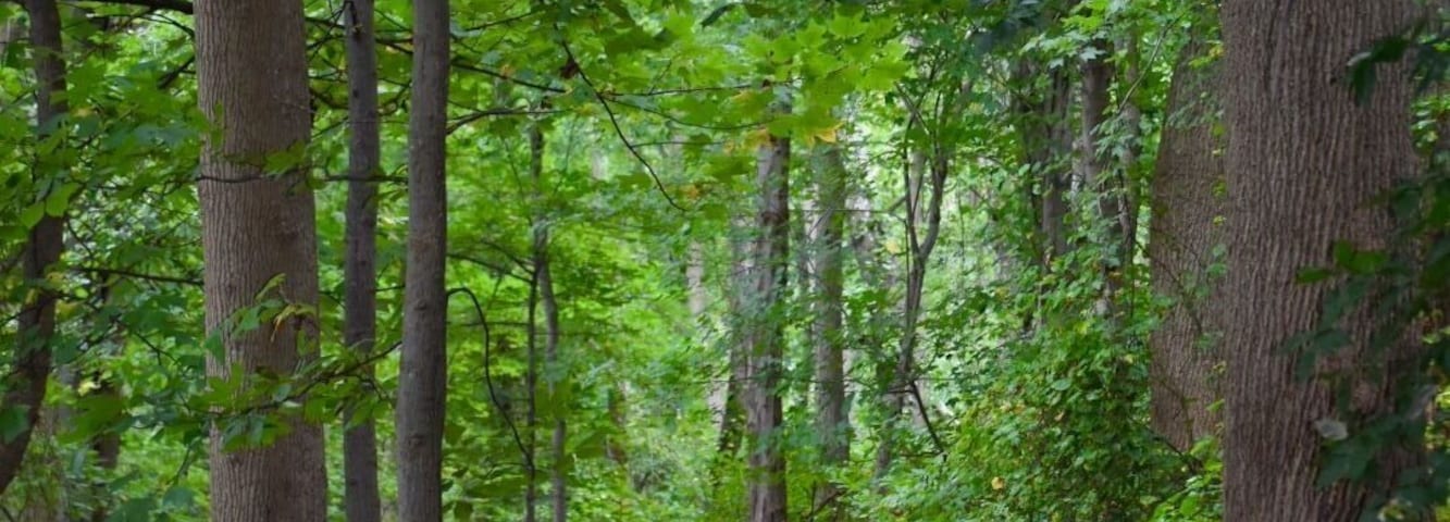 Along the 1.5 mile Lakeside Loop Trail. Follows an old farm road along farm fields (corn) and through woods. Rated a moderate multi use trail but not strenuous. This park is a work in progress with portions unattached to each other at the moment.