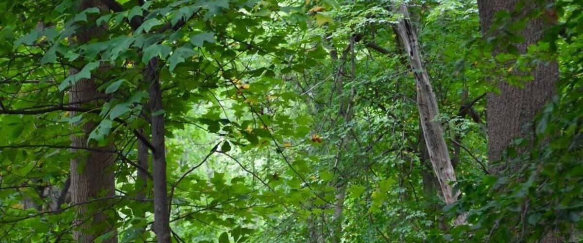 Along the 1.5 mile Lakeside Loop Trail. Follows an old farm road along farm fields (corn) and through woods. Rated a moderate multi use trail but not strenuous. This park is a work in progress with portions unattached to each other at the moment.