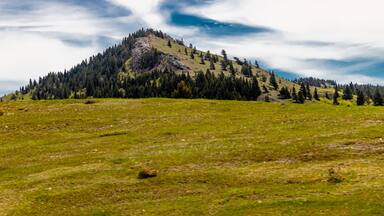 Foothill in a field. Beaver Mines, Alberta, Canada