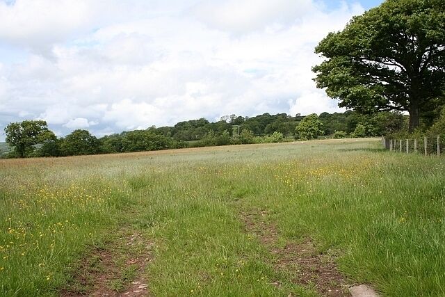 Ashen Coppice Looking along the old track through the meadow to the coppice. Close to Michaelchurch Court.