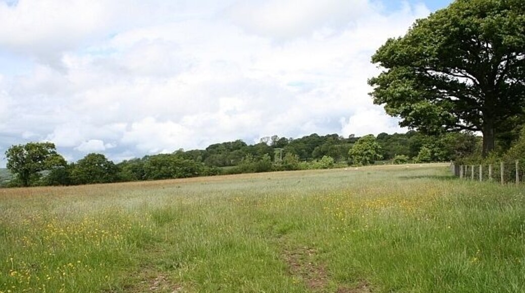 Ashen Coppice Looking along the old track through the meadow to the coppice. Close to Michaelchurch Court.