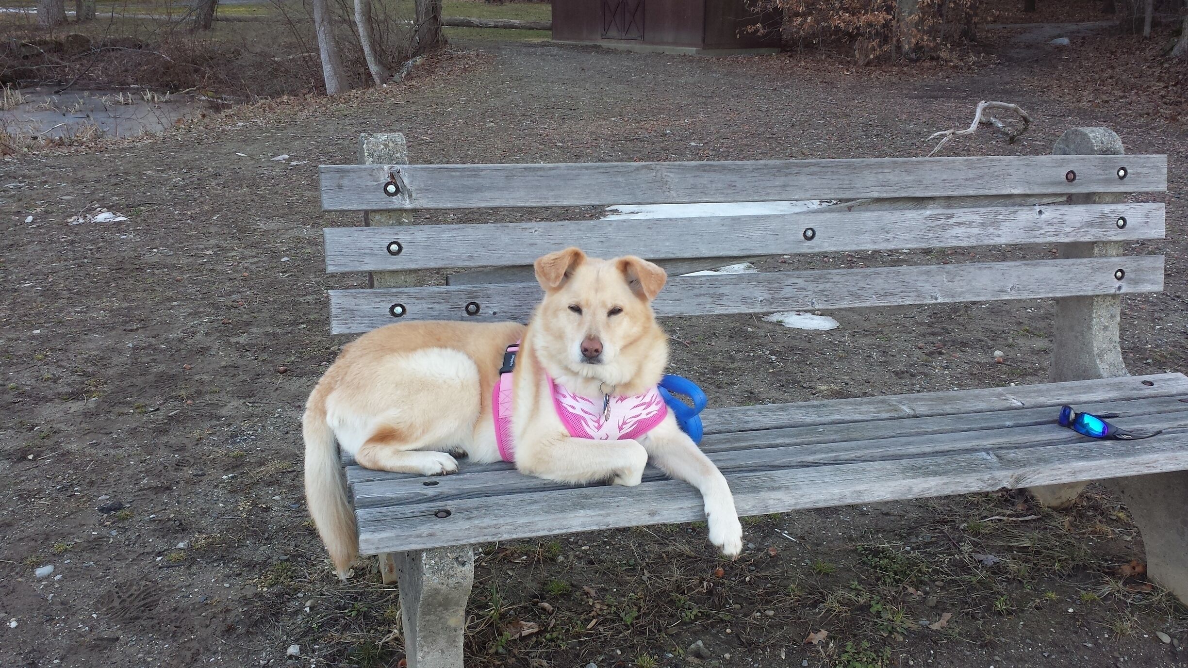 My dog, Sunshine taking a break. 