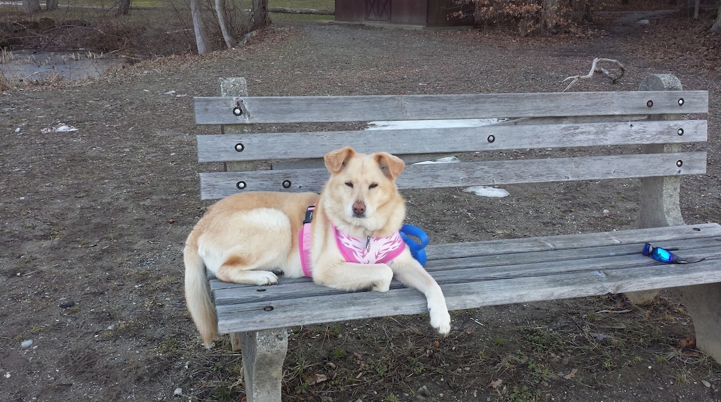 My dog, Sunshine taking a break.