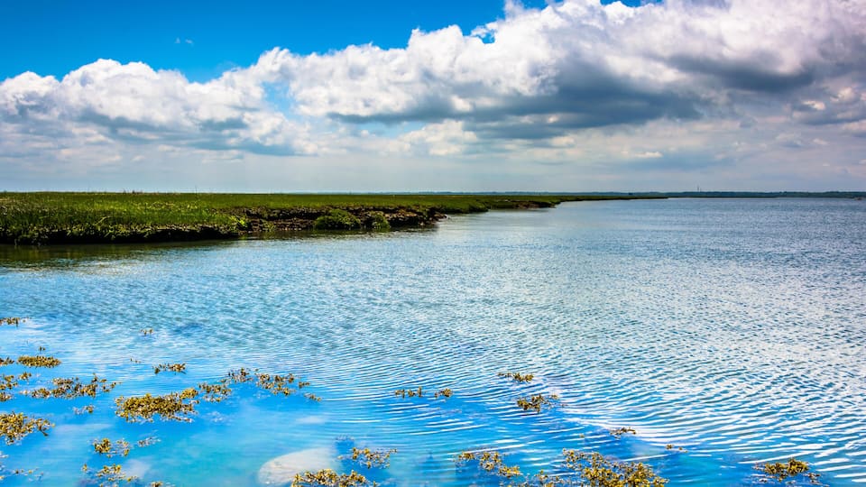 A calm body of water with floating vegetation and a clear sky.