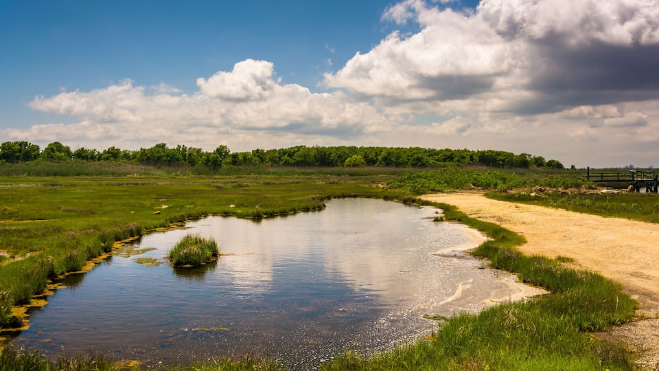 A serene landscape with a small pond, grassy banks, and a dirt path leading to a wooden fence.