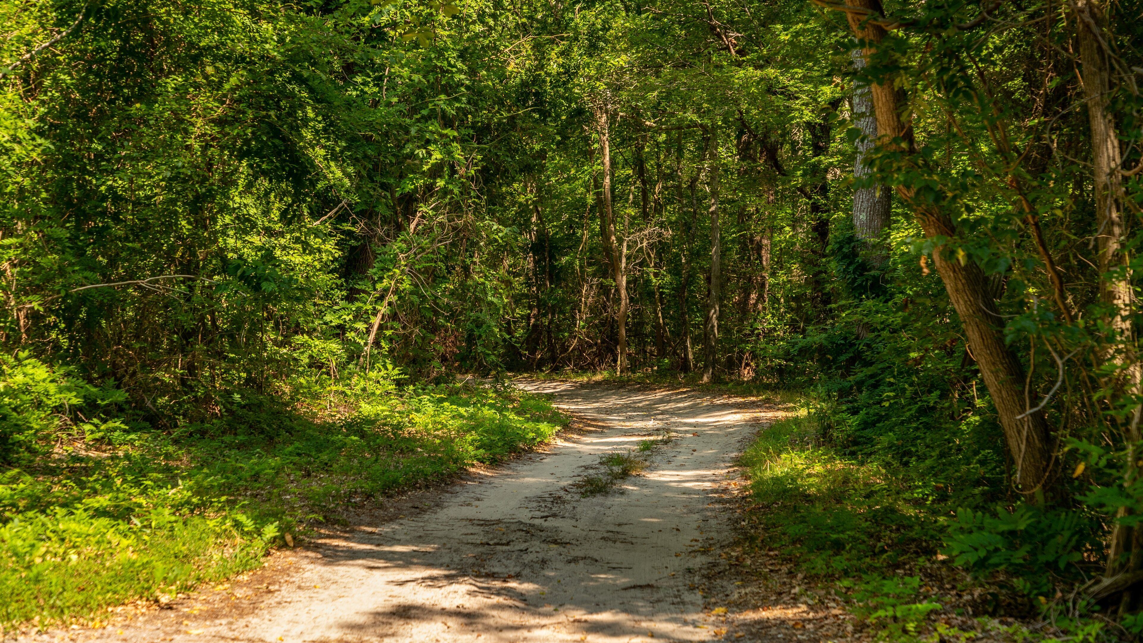 Swainton showing forest scenes and a park