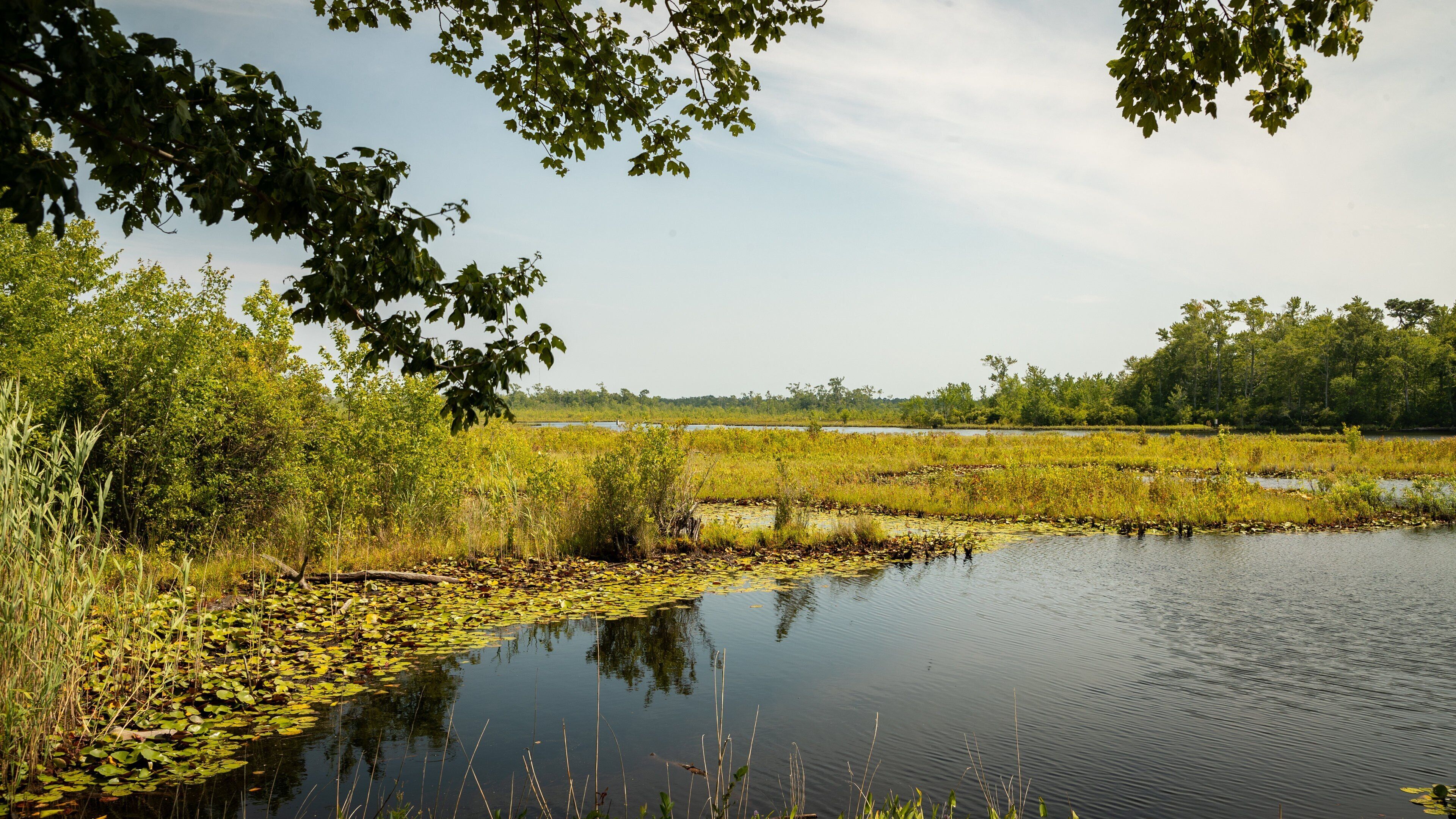 Swainton showing wetlands