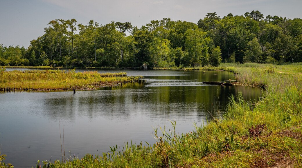 Swainton featuring wetlands
