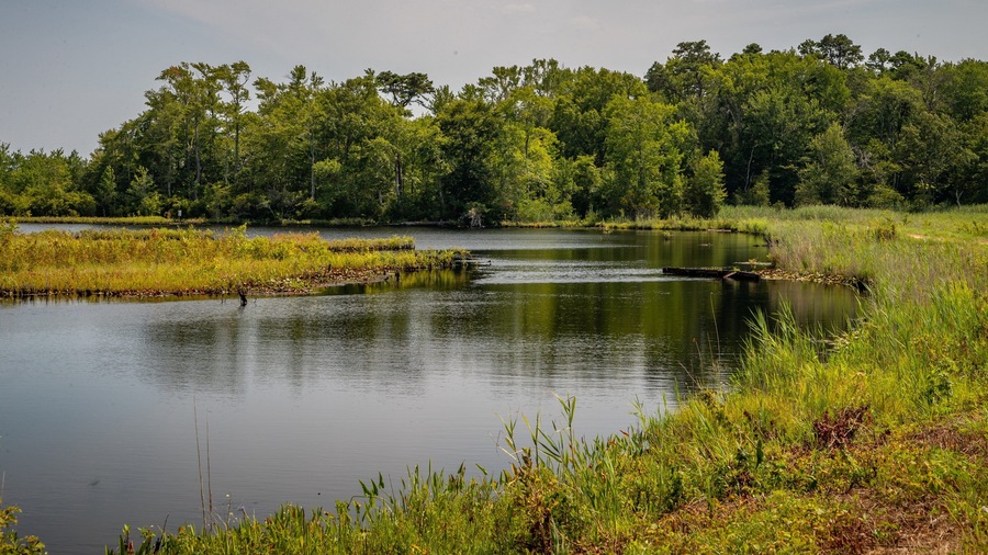 Swainton featuring wetlands