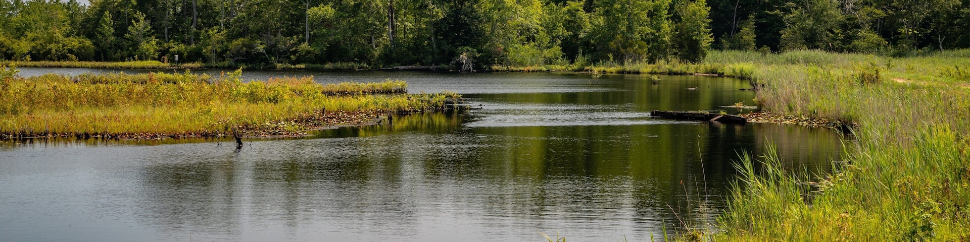 Swainton featuring wetlands