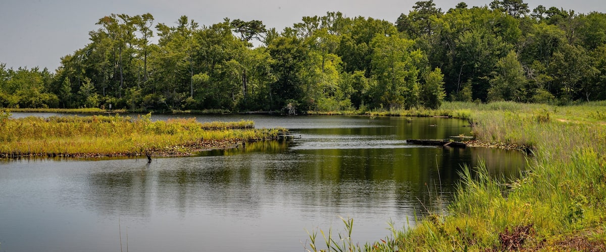 A calm lake surrounded by dense trees and grassy areas.