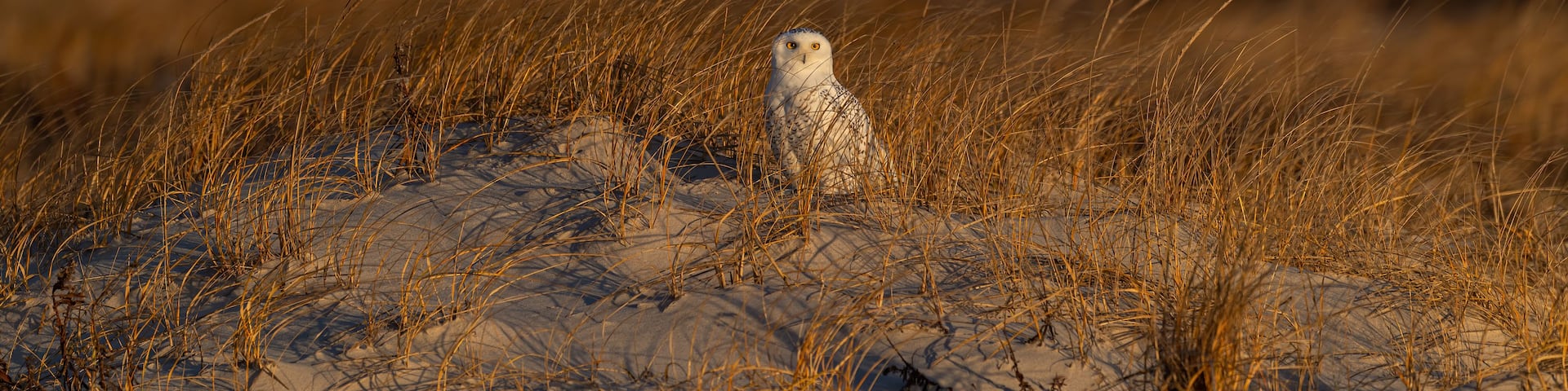 A snowy landscape with a bird perched on a dune.