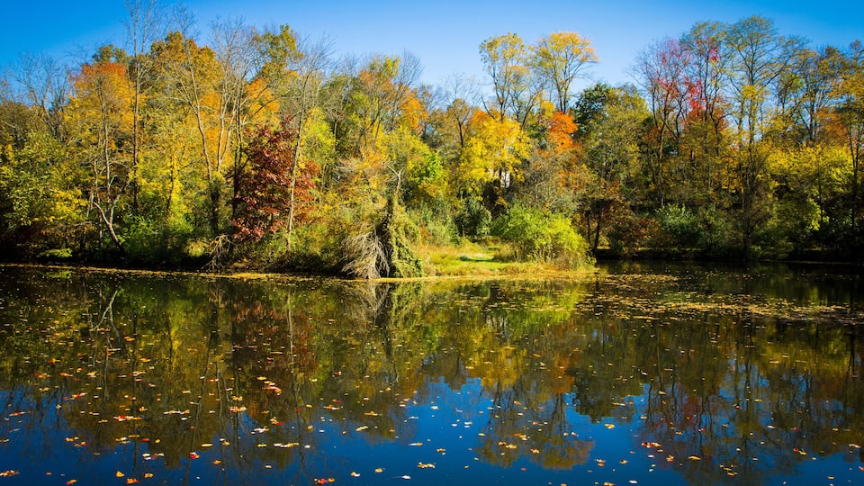 A calm lake surrounded by autumn-colored trees.