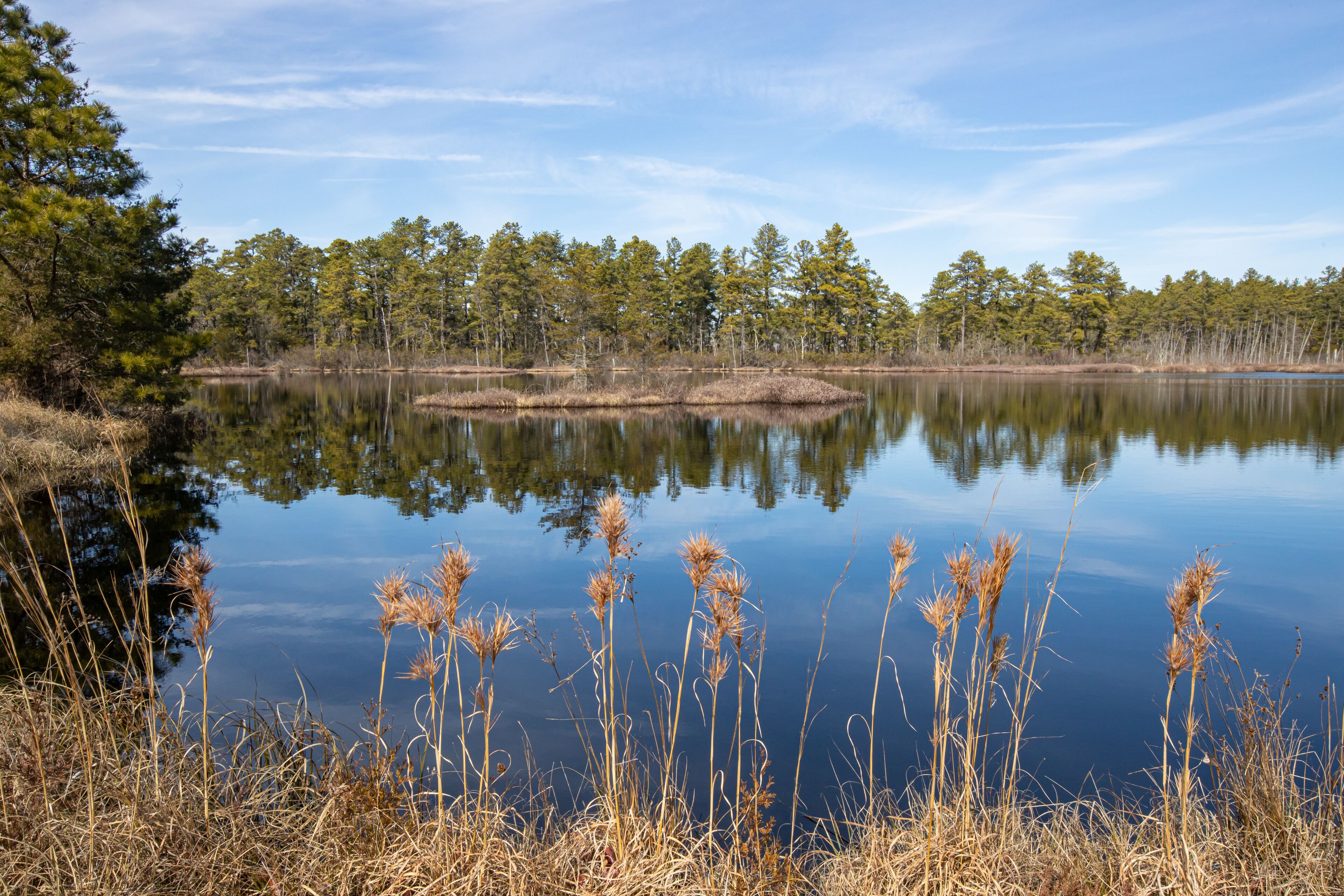 Bushy beard grass and atlantic white cedar on the edge of a bog in the New Jersey Pine barrens