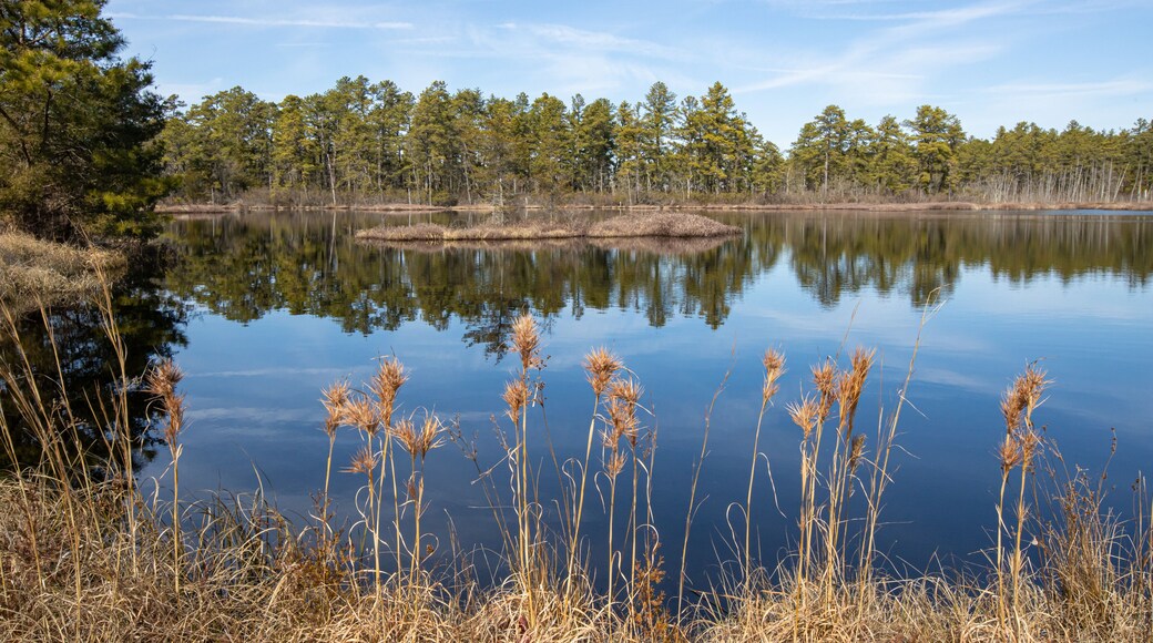 Bushy beard grass and atlantic white cedar on the edge of a bog in the New Jersey Pine barrens