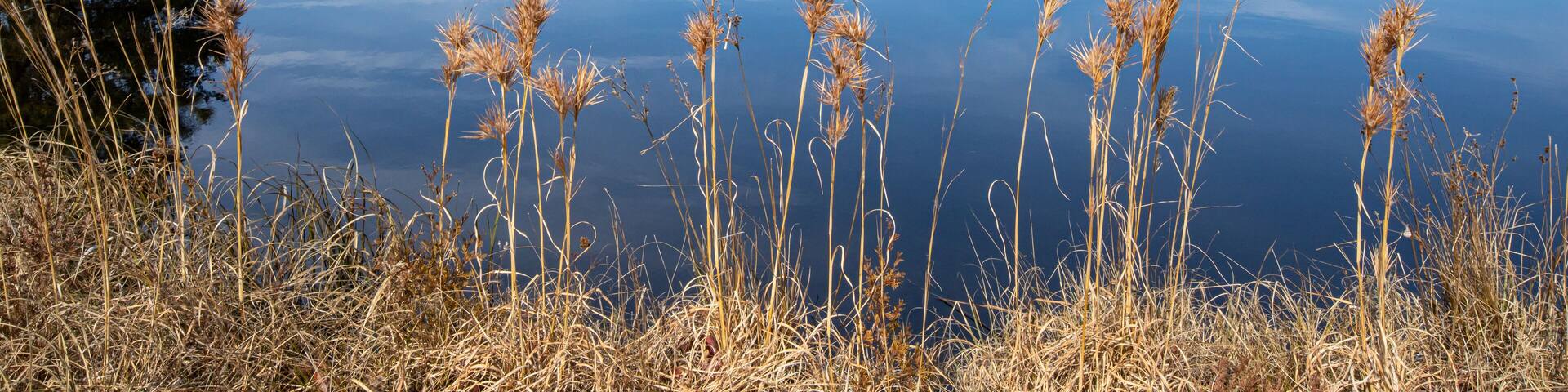 A calm lake surrounded by trees and dry grass.